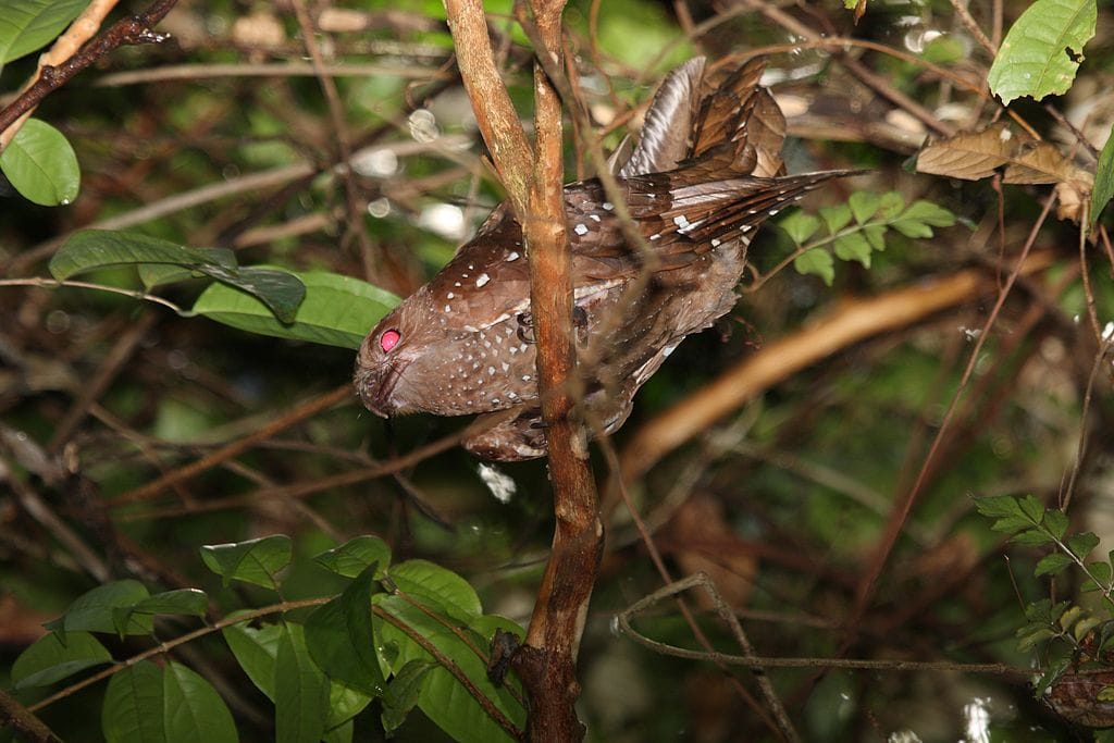 Oiseau pétrolier