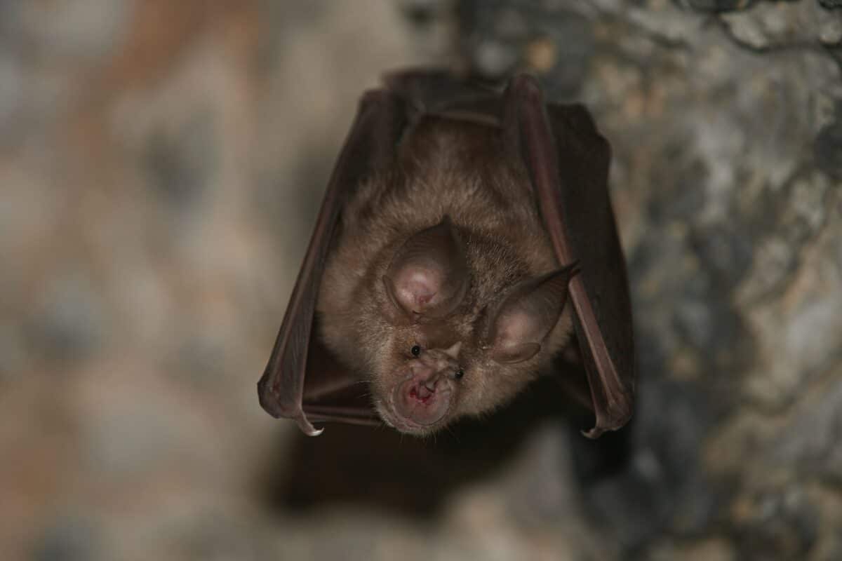 chauve-souris en fer à cheval