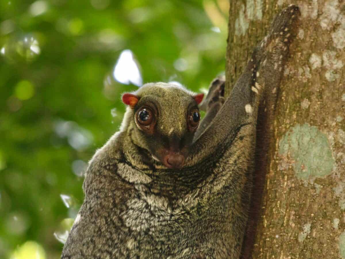 un gros plan d'un petit animal sur un arbre