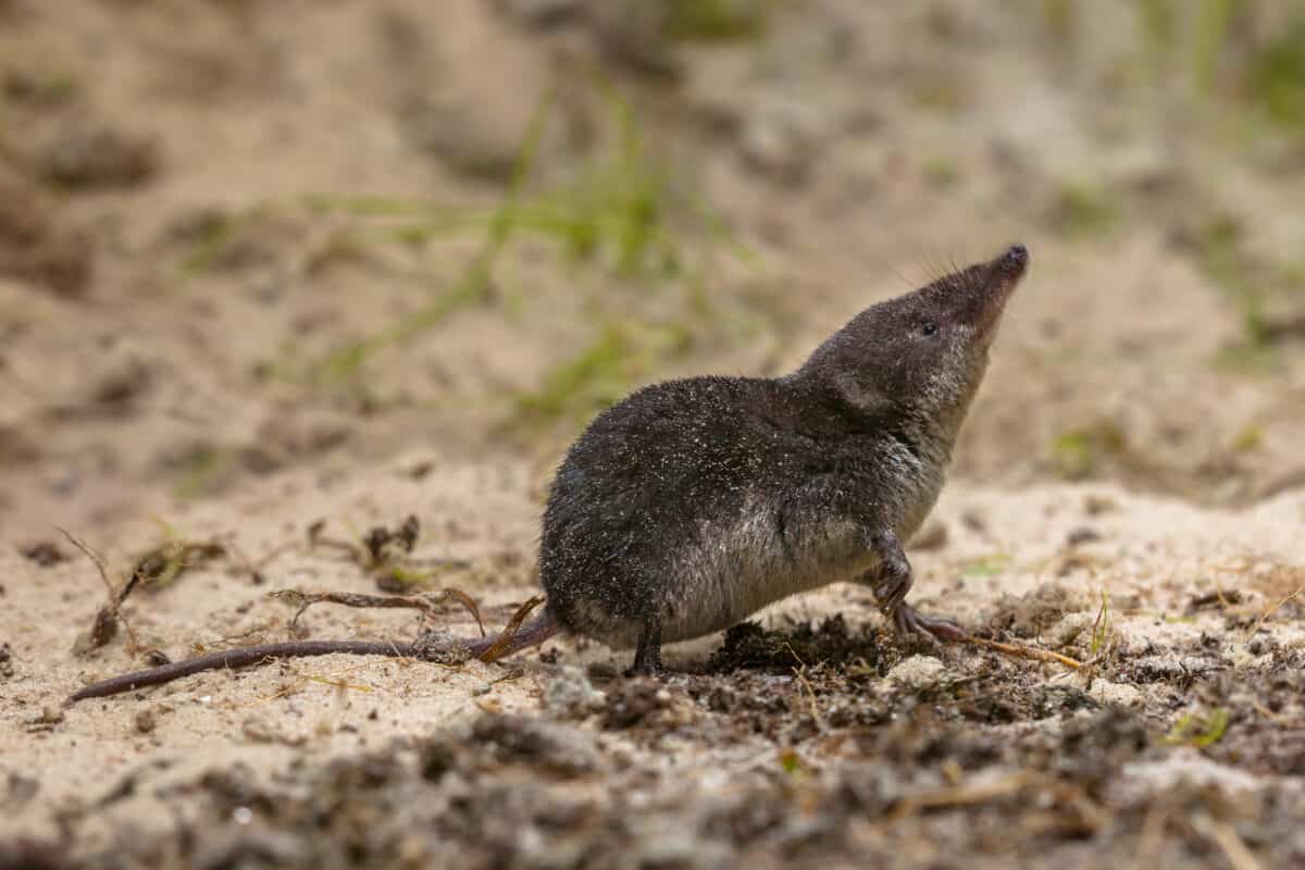 Musaraigne Cinereus