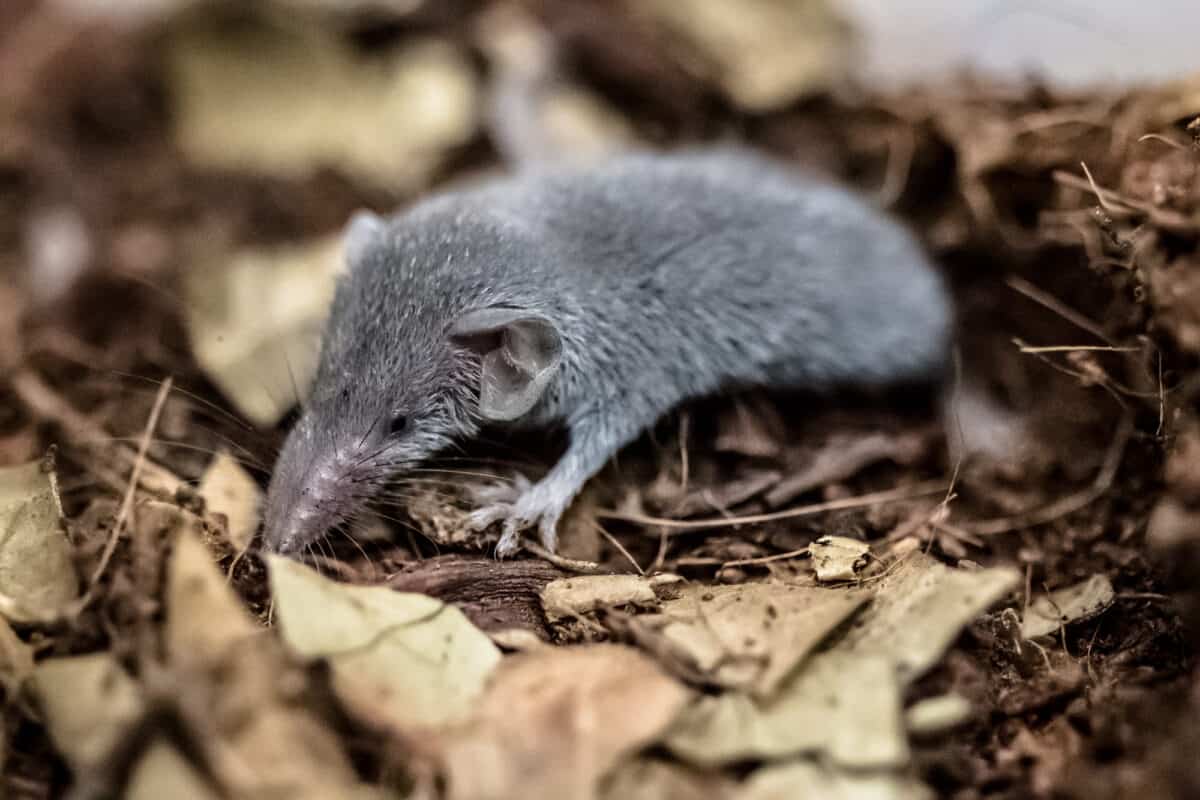 Musaraigne étrusque