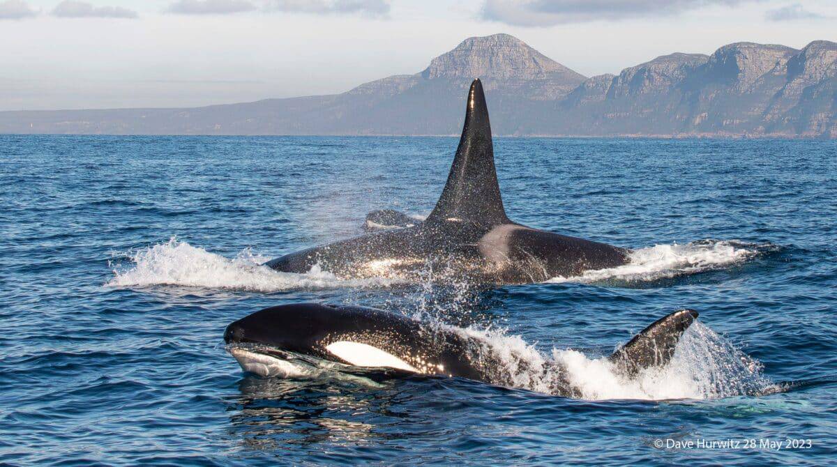 Les épaulards du Grand Retour à False Bay