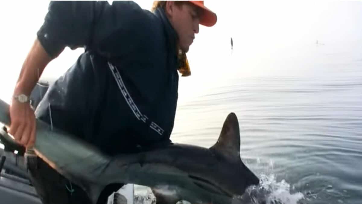 un pêcheur tombe par-dessus bord avec un requin