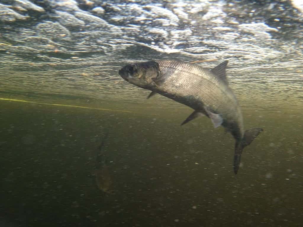 Poisson blanc de l'Atlantique