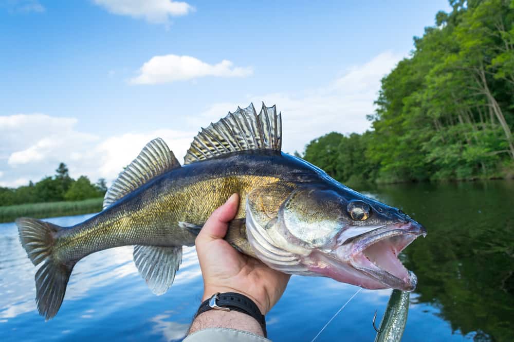Pêche sportive au leurre. Image via dépôtphotos.