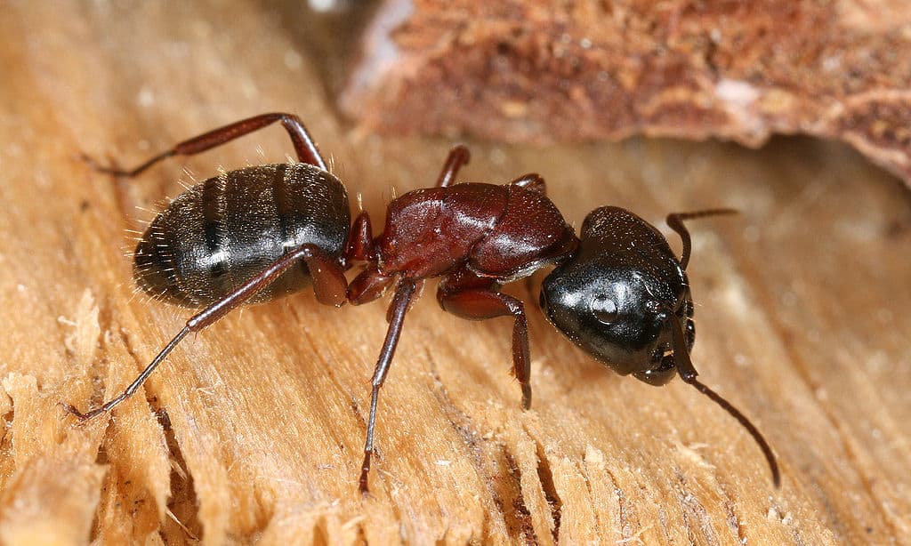 La fourmi charpentière préfère les zones humides