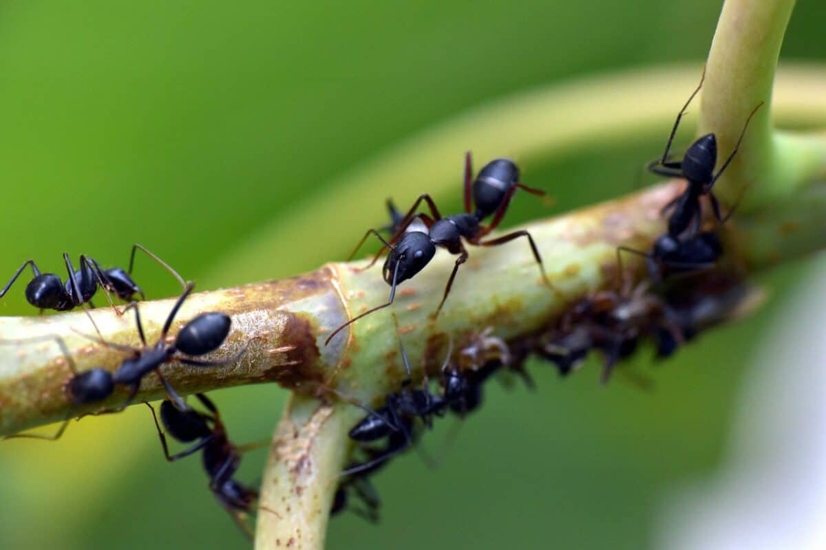 fourmi noire, insecte, fourmi de jardin, lasius niger, animalia, arthropode, fourmis, fourmis, fourmis, fourmis, fourmis, fourmis