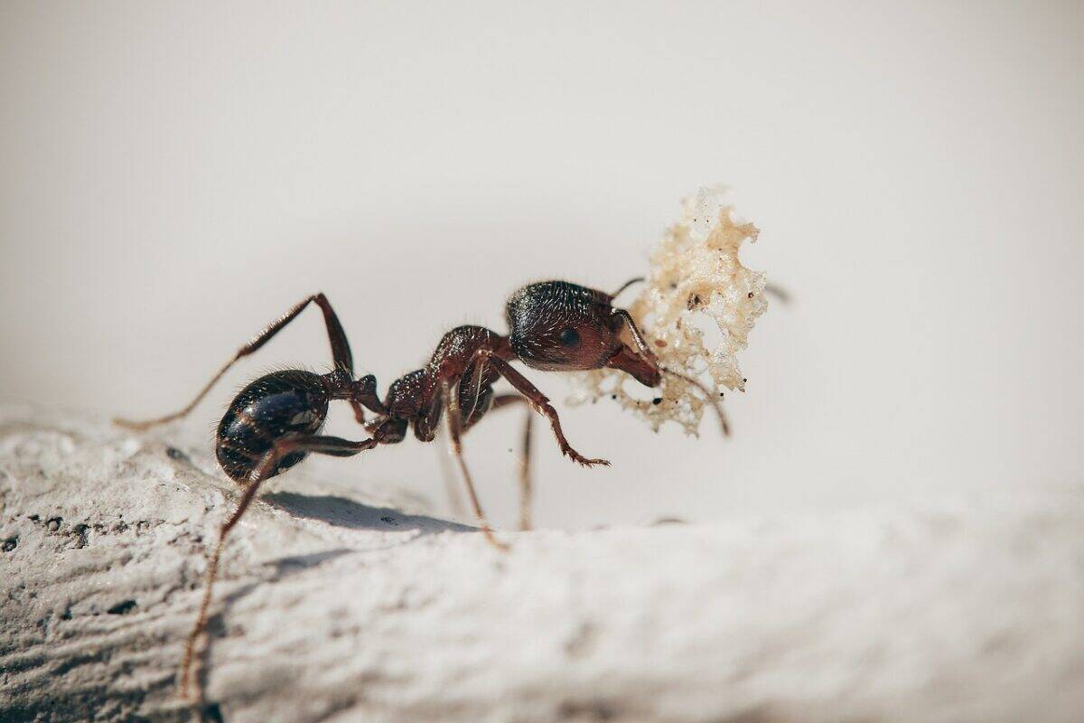 fourmis, macro, insectes, nature, plantes, fourmi, jardin, antenne, ouvrier, pétales, fourmis, fourmis, fourmi, fourmi, fourmi, fourmi, fourmi