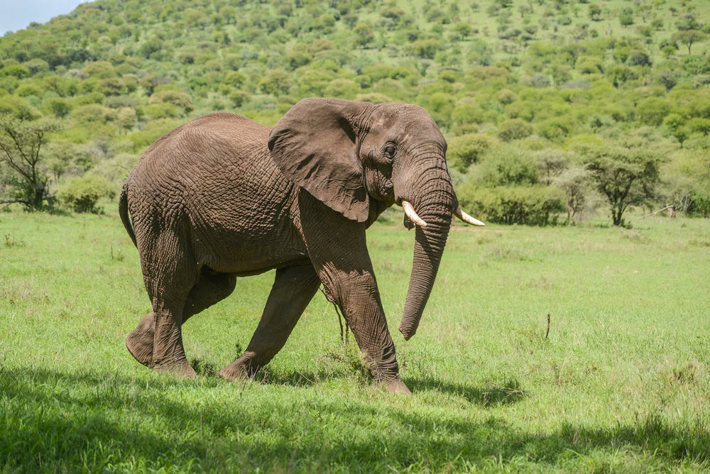 Éléphant