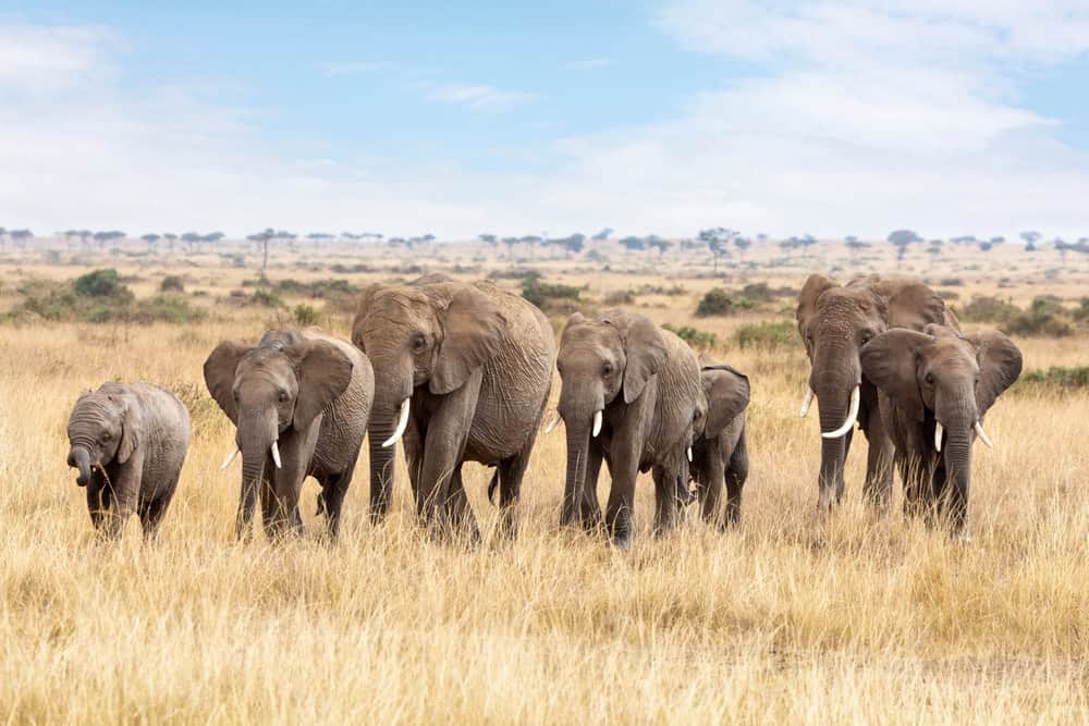 Famille d'éléphants marchant dans les hautes herbes du Masai Mara, au Kenya.