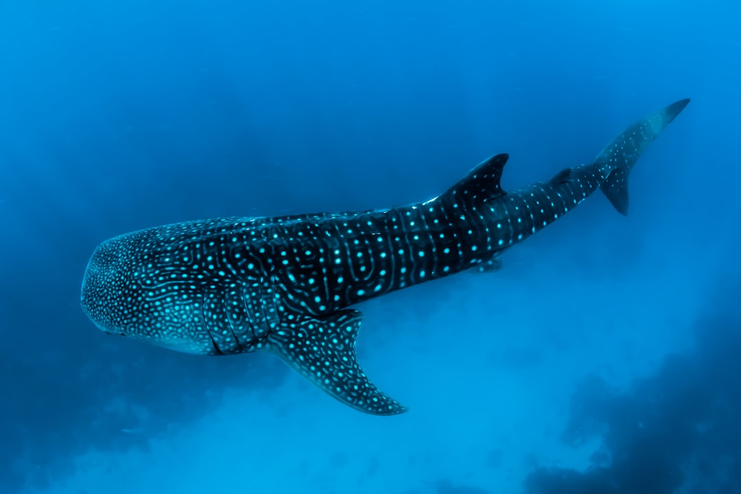 Requin du Gange : le chasseur insaisissable (crédits image : unsplash)