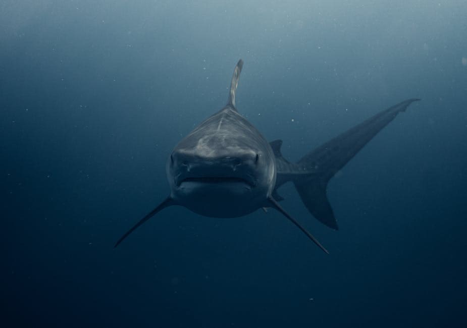 Requin du Groenland : l'ancien voyageur (crédits image : pexels)