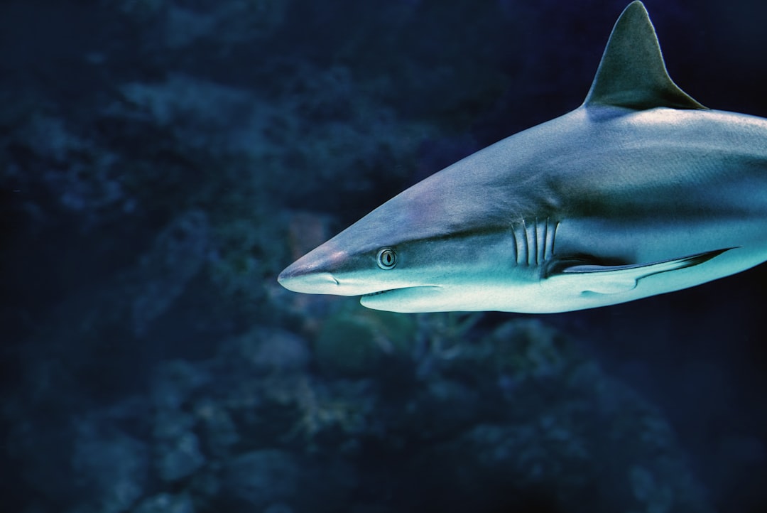 Glyphis Shark : Le mystérieux prédateur (crédits image : unsplash)