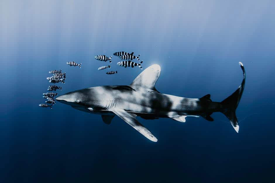 Requin de Pondichéry : le fantôme des rivières (crédits image : pexels)