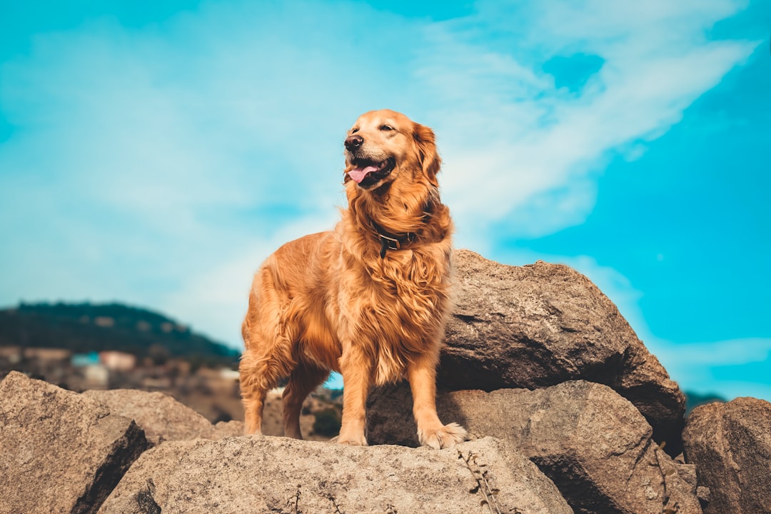 Golden Retriever (crédits image : unsplash)
