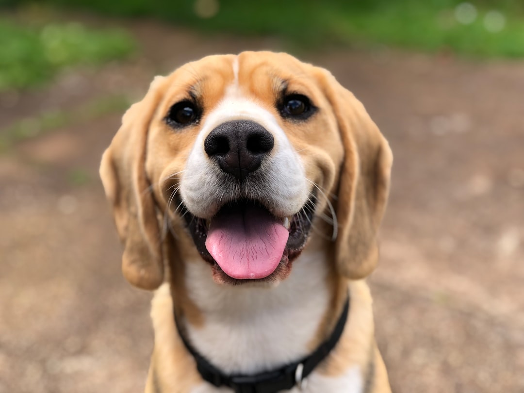 Beagle (crédits image : unsplash)