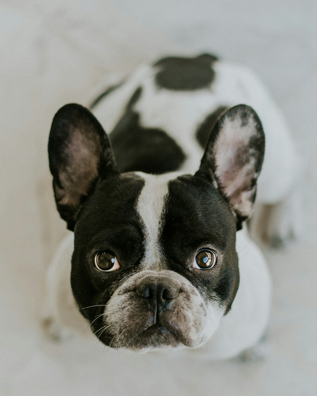 Bouledogue français (crédits image : unsplash)