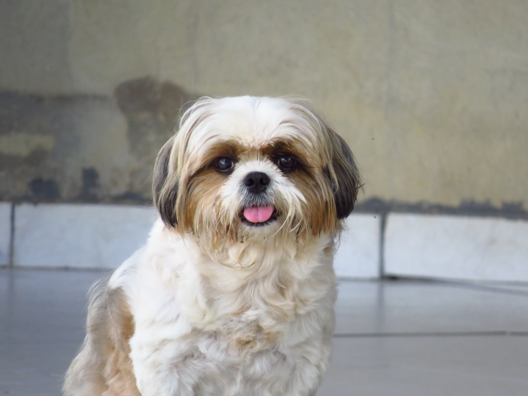 Shih Tzu (crédits image : unsplash)