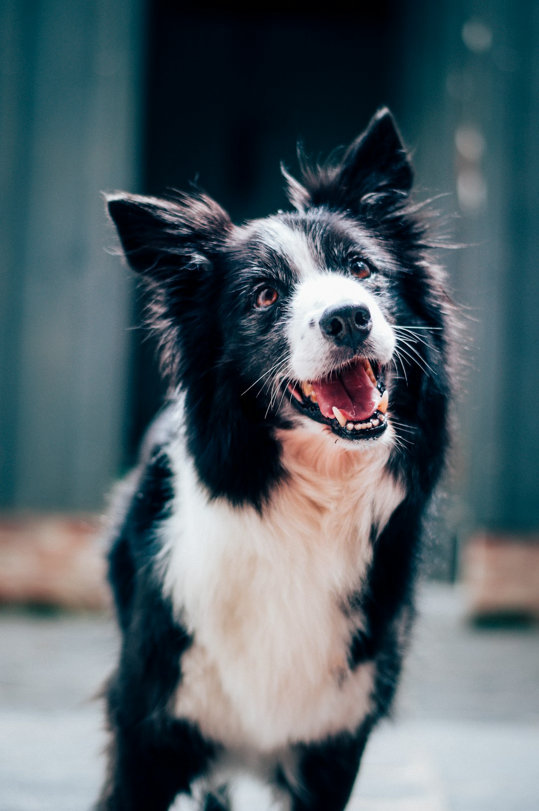 Border Collie (crédits image : unsplash)