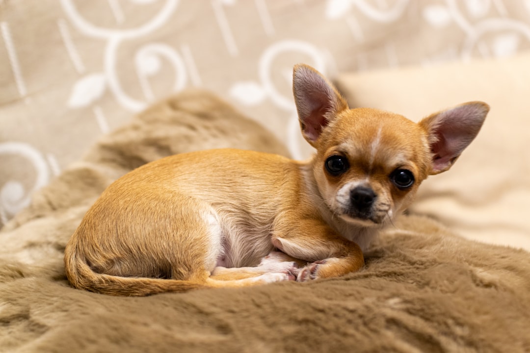 Chihuahua (image credits: unsplash)