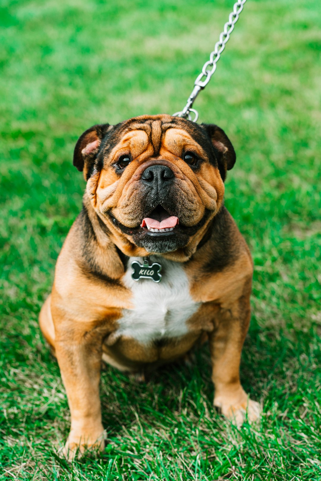 Bulldog (crédits image : unsplash)