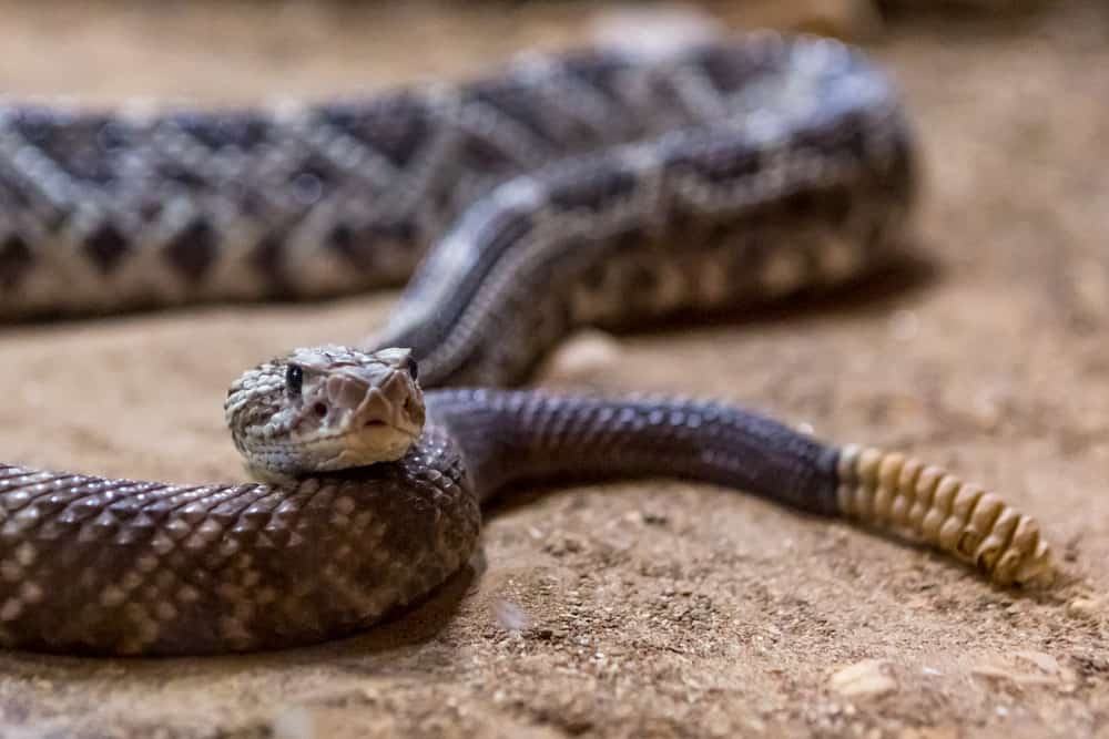 serpent à sonnettes à dos diamant de l'Ouest