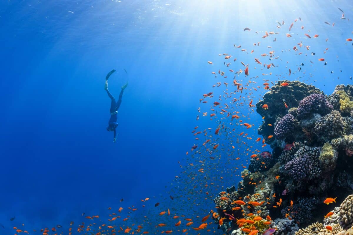 photographie sous-marine
