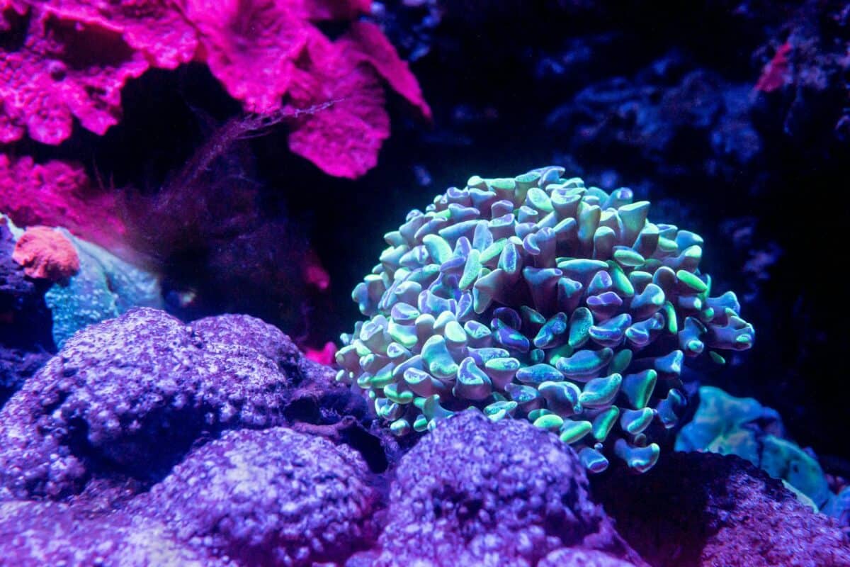 récif de corail bioluminescent vert et bleu