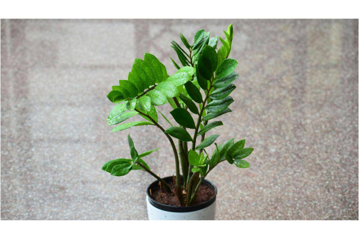plante zz