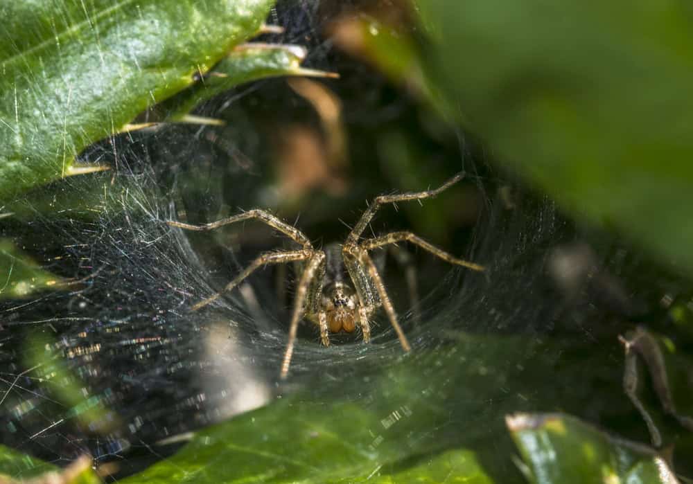 Araignée sur sa toile dans une plante de jardin.