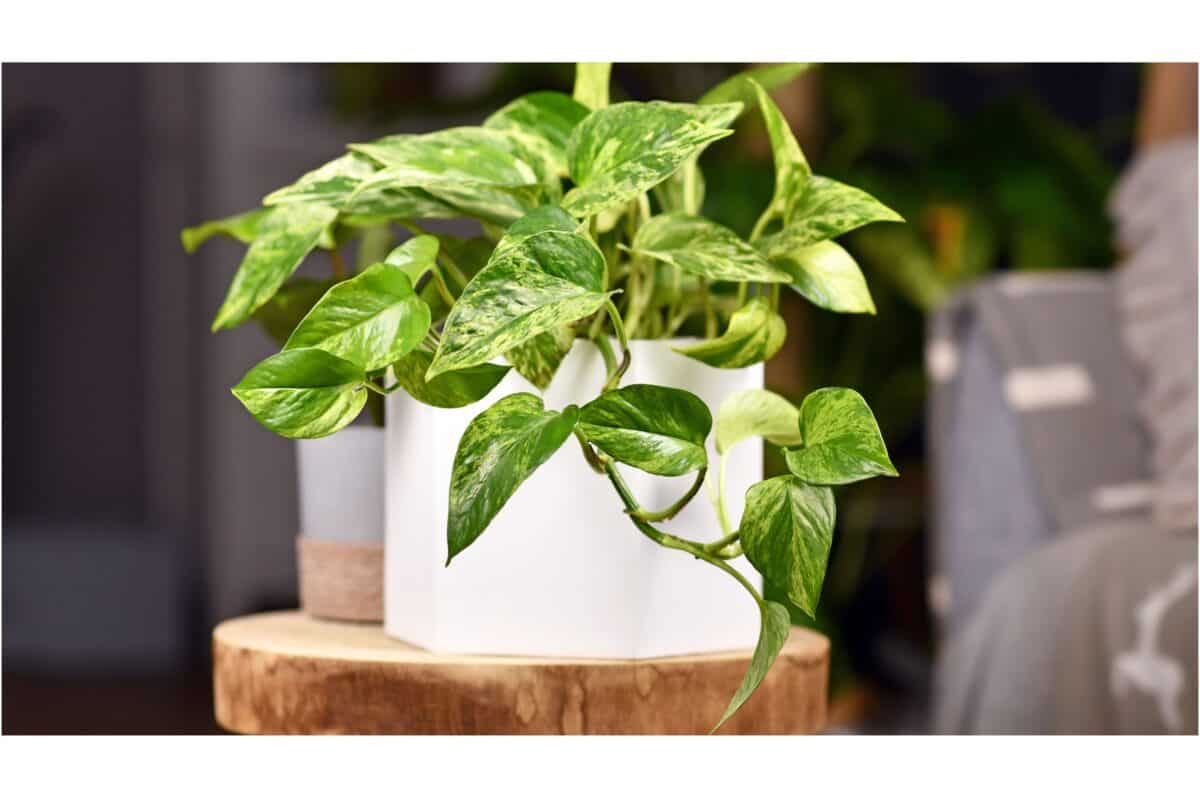 pothos