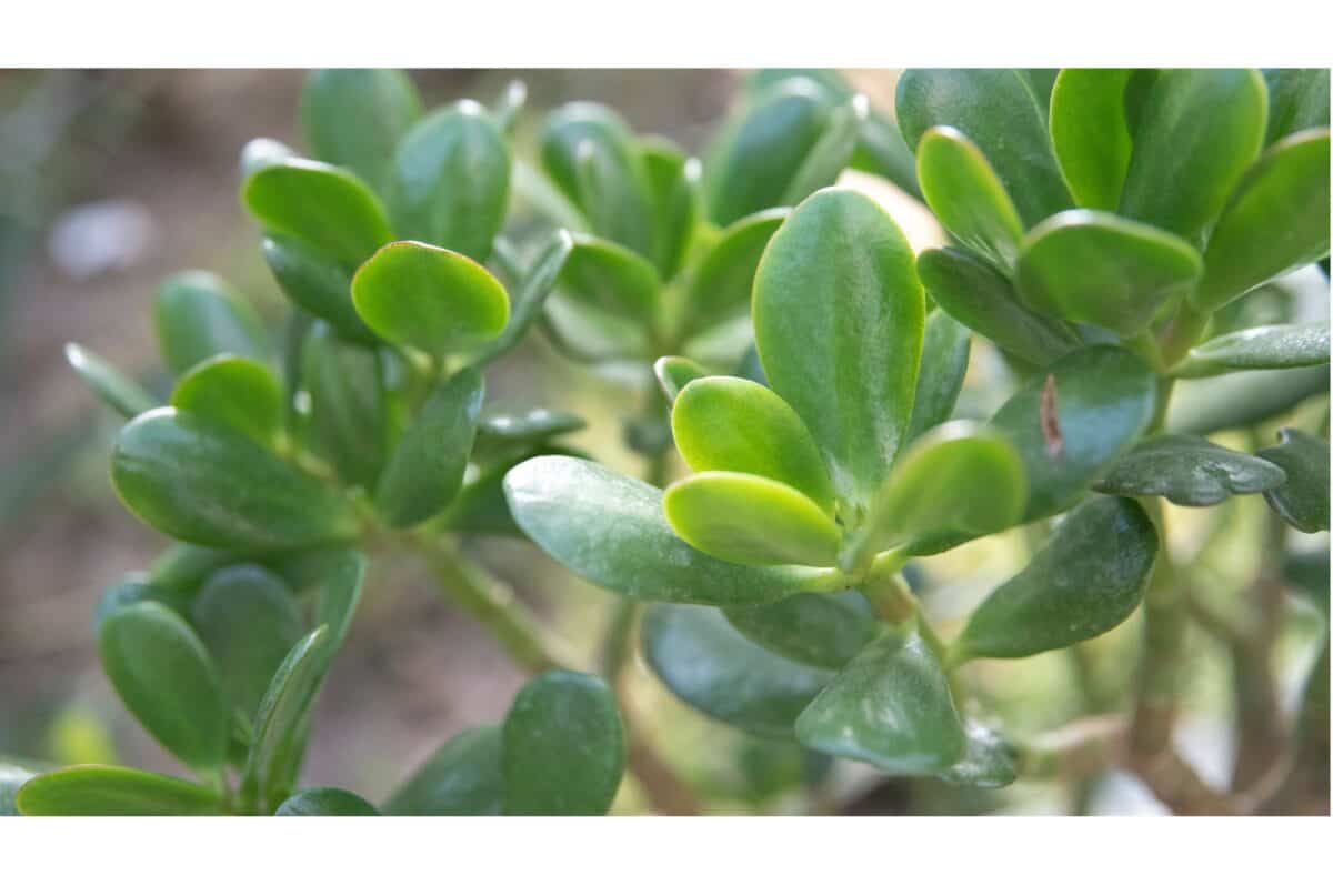 plante de jade