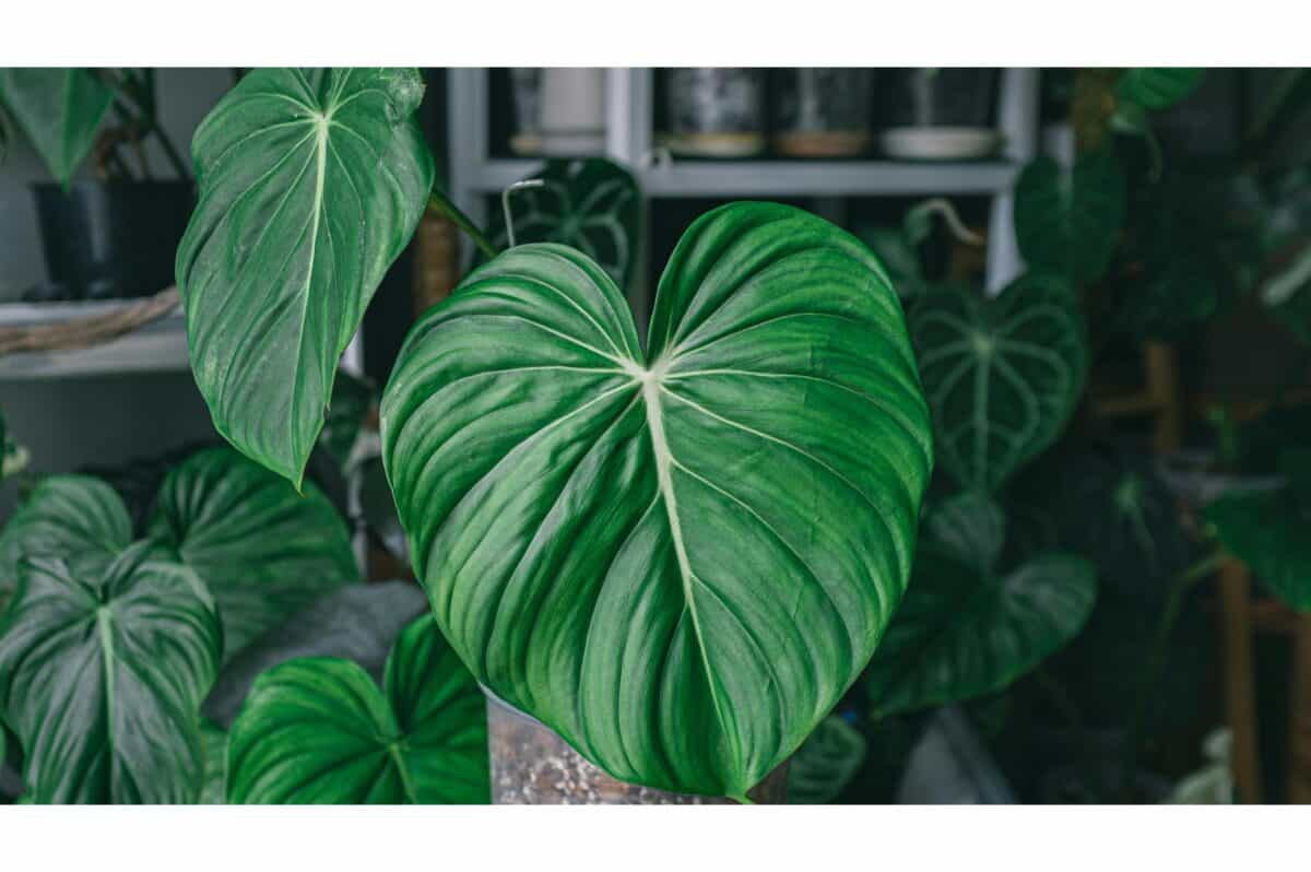 philodendron