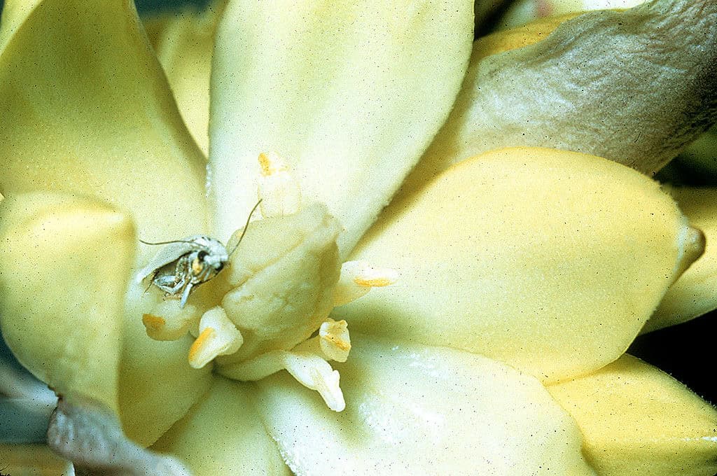 Papillon du yucca