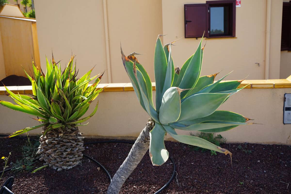 Agave