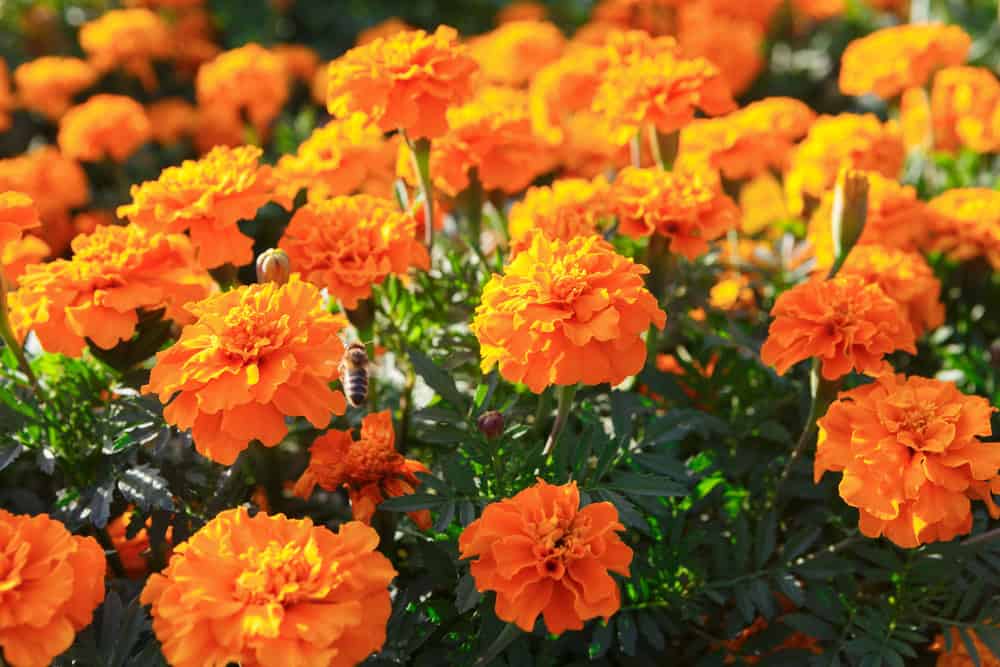 Fleur de souci en pleine floraison.