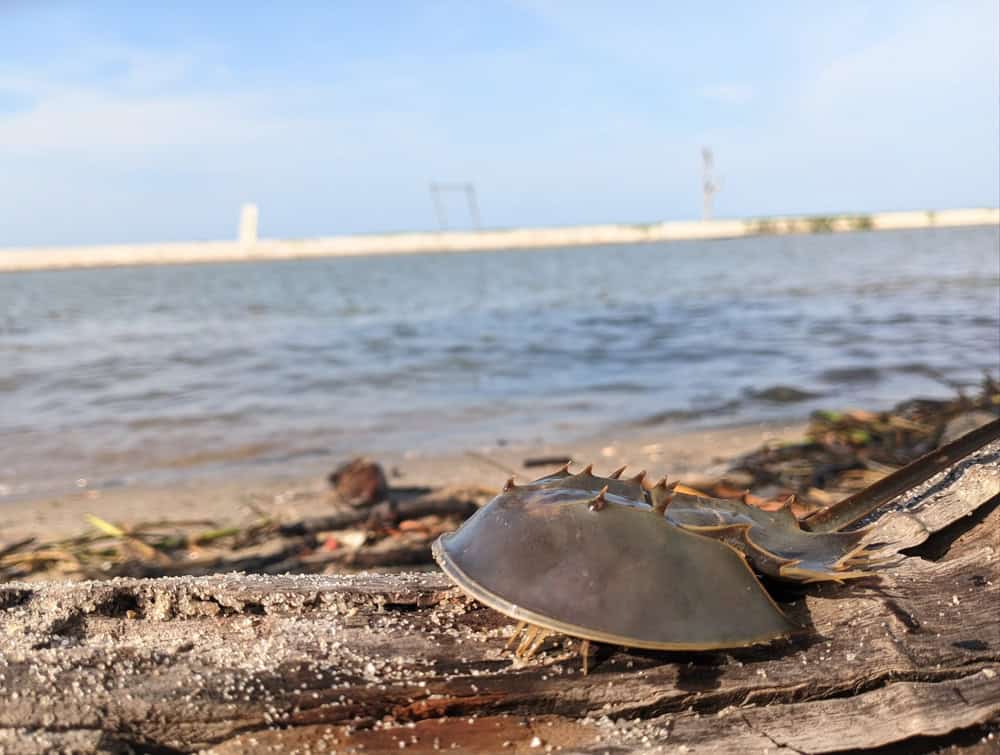 Crabe fer à cheval