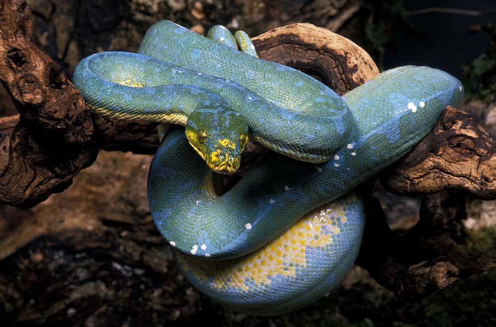 Python arboricole vert de Nouvelle-Guinée