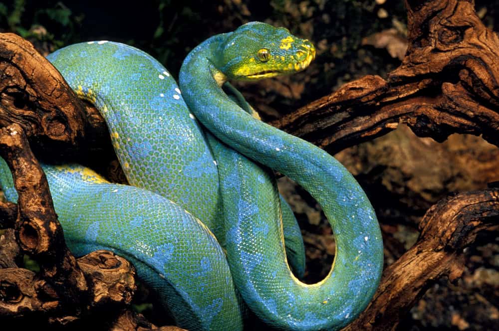 Python arboricole vert de Nouvelle-Guinée