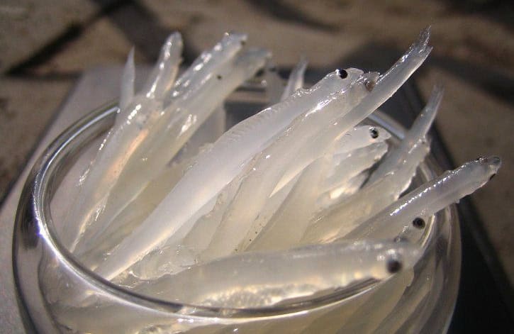 Poisson des glaces