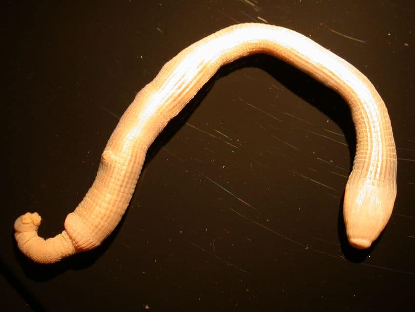 Ver d'arachide