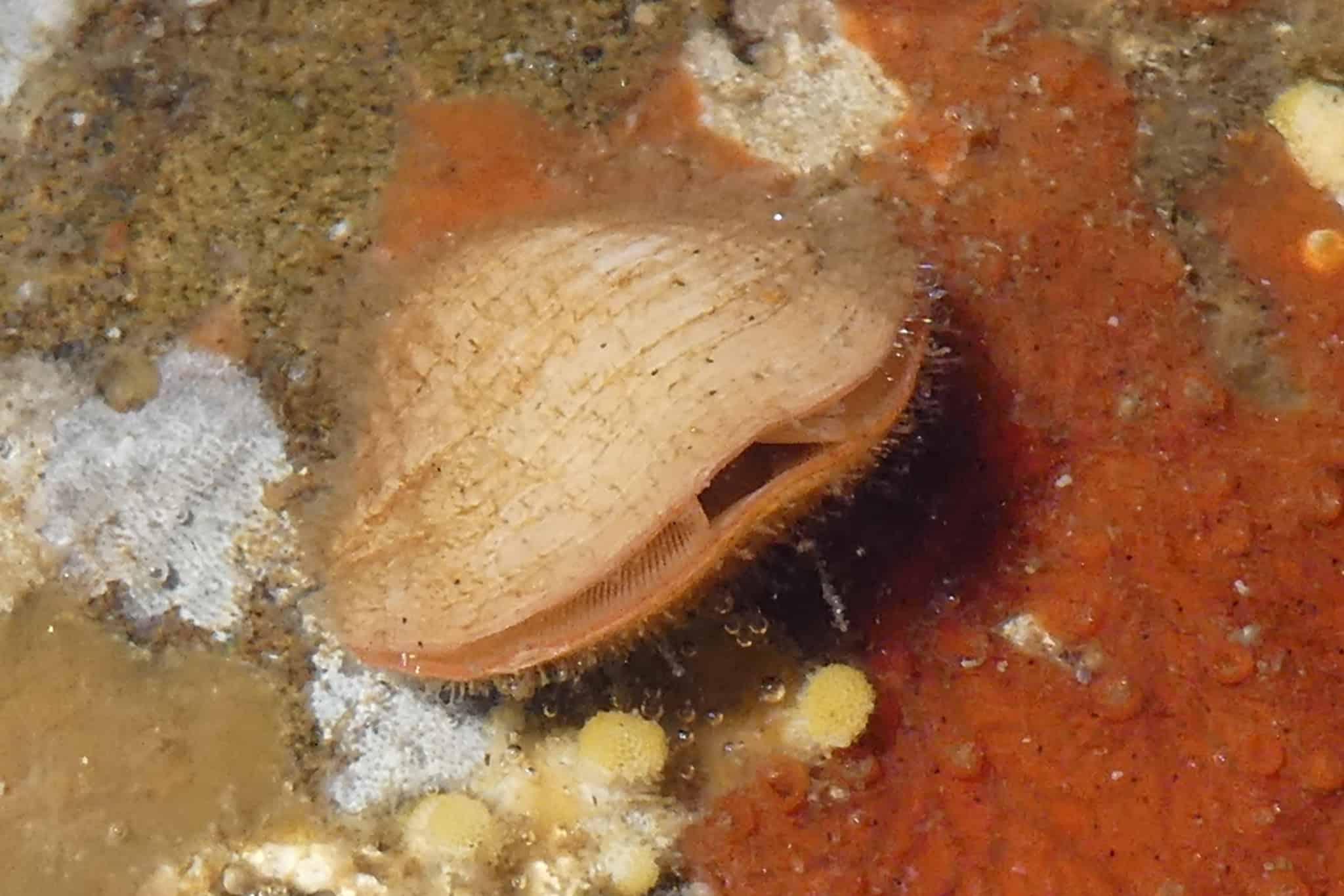 Brachiopode