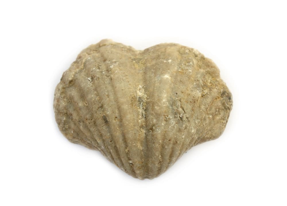 Brachiopode
