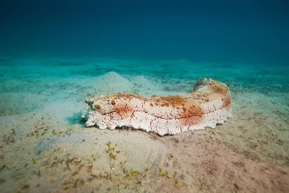 Concombre de mer