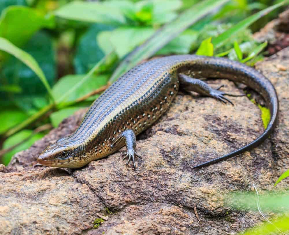 Scinque au parc national de Doi Inthanon à Chiang Mai en Thaïlande