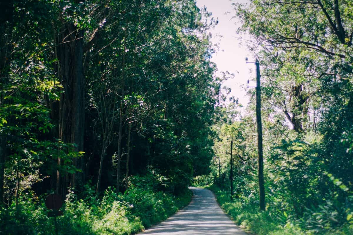 un chemin à travers une forêt