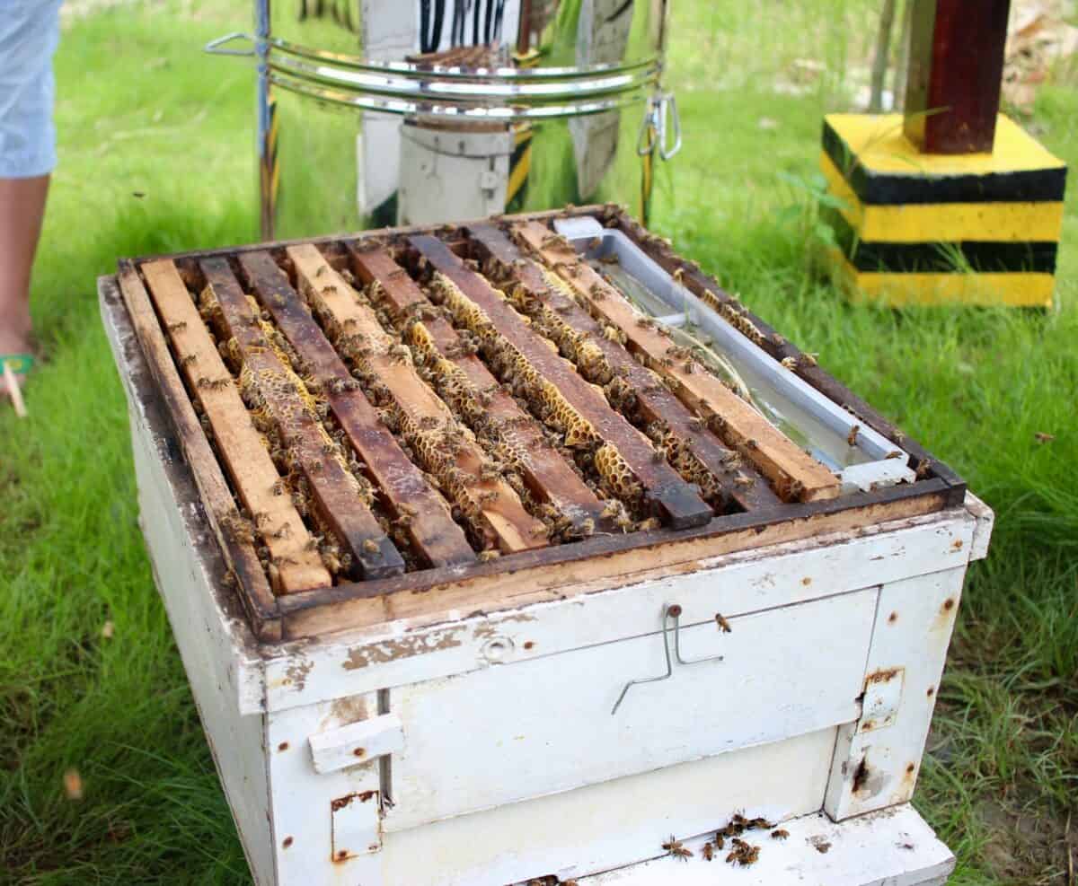ruche d'abeilles brunes