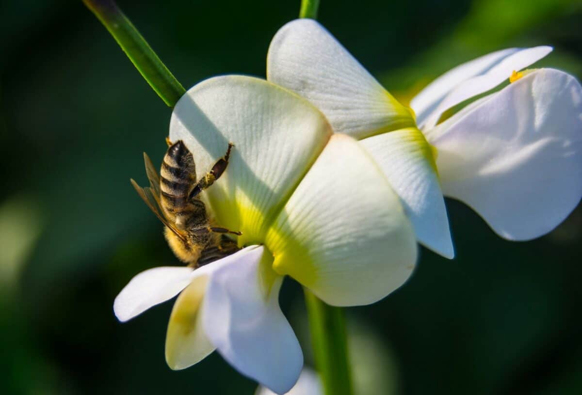 une abeille assise au sommet d'une fleur blanche