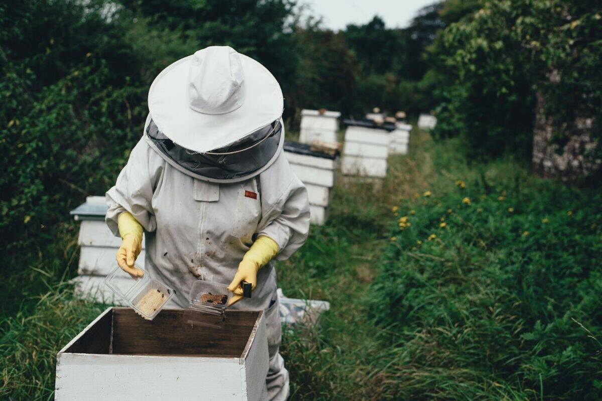 abeille, personne, plantation