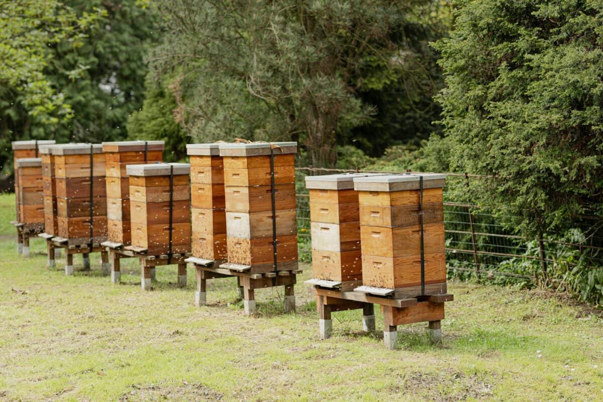 une rangée de ruches dans un champ avec des arbres en arrière-plan